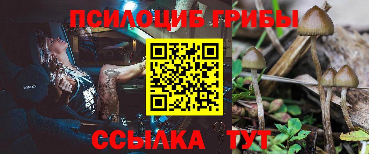 Мыски  Галлюциногенные грибы Psilocybine cubensis  Вход с VPN 